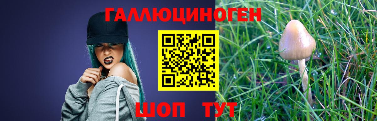 Псилоцибиновые грибы Psilocybe Тында